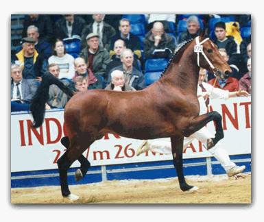 Dutch Harness Horse - Colt